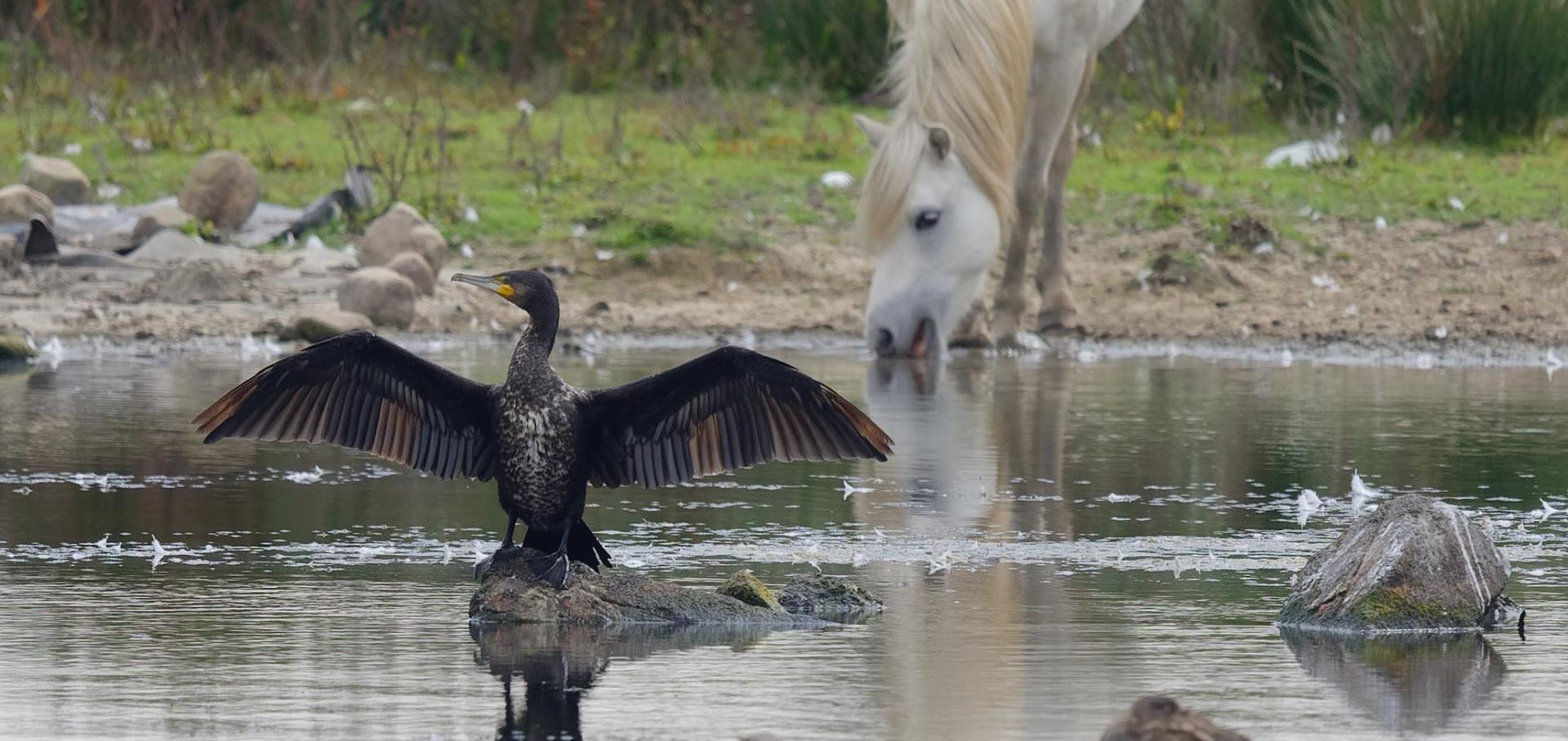 Picture of Llanelli Wetlands, Llanelli