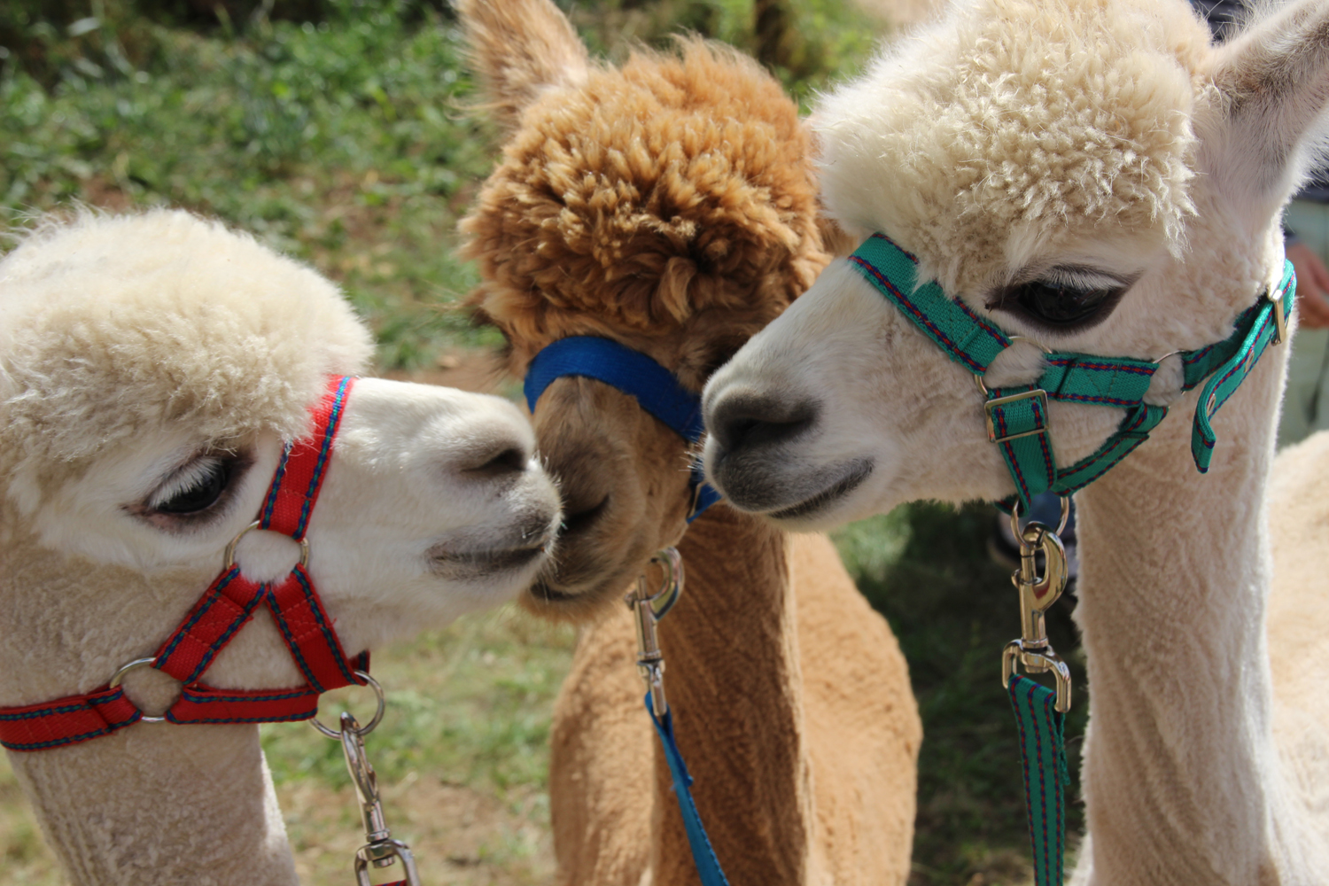 Picture alpacas kissing at Fairytale Farm