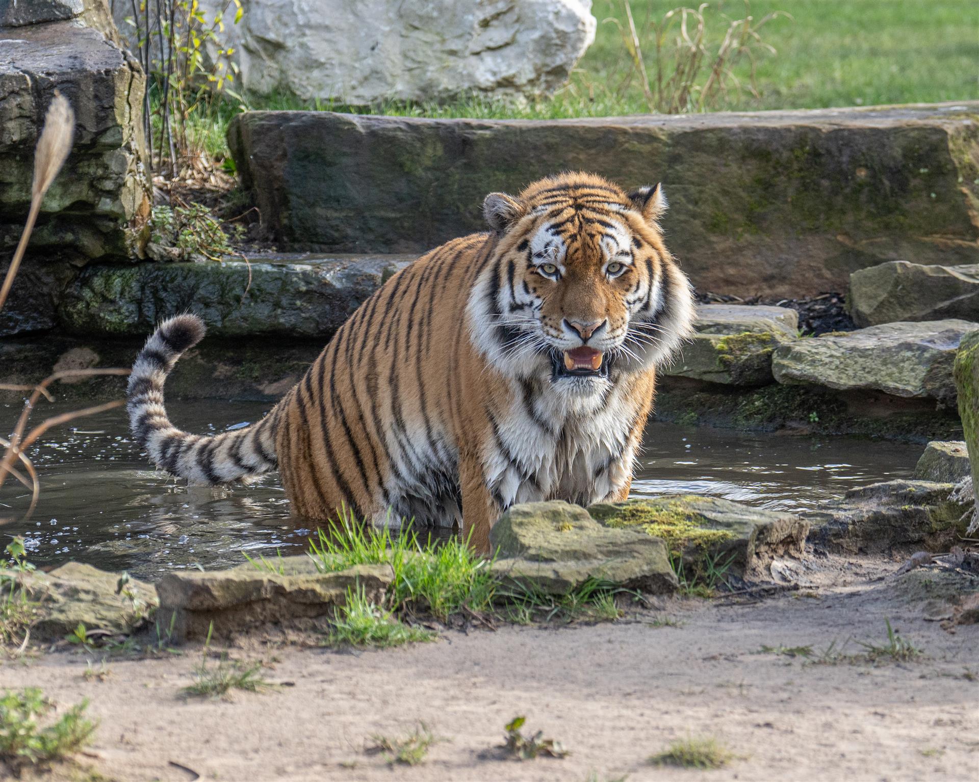 Image of a tiger
