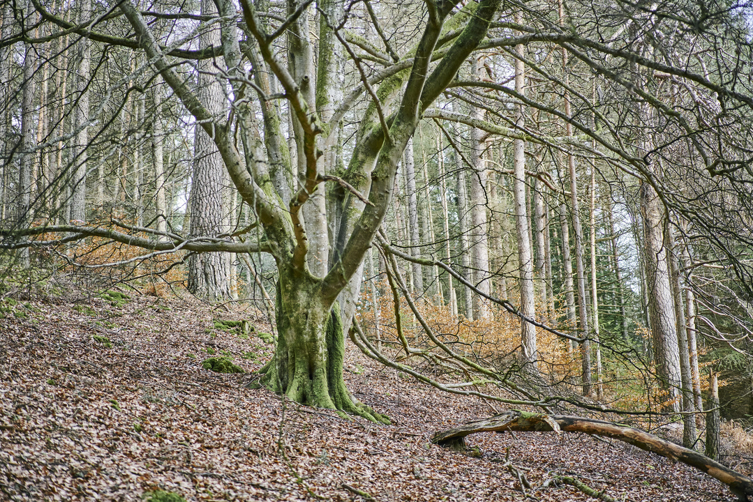 Tay Forest Park - Faskally