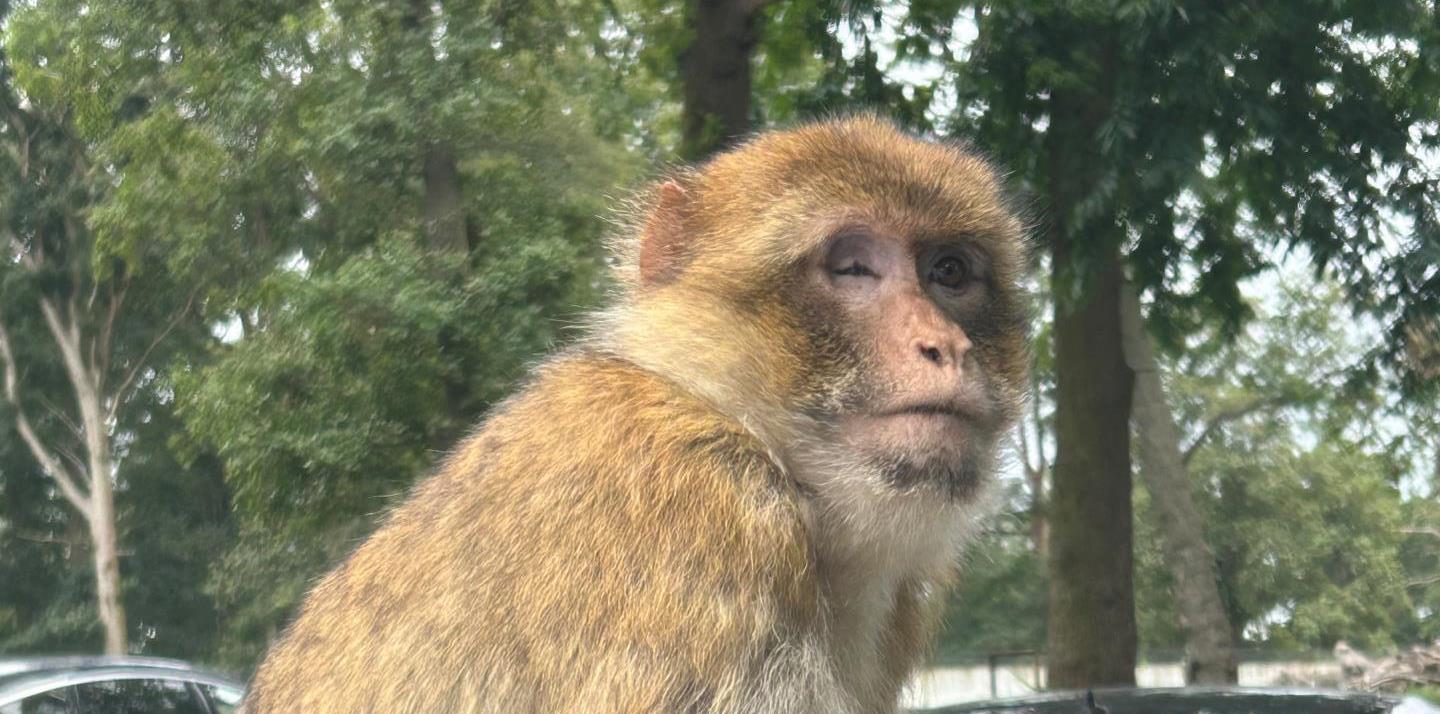 Monkey