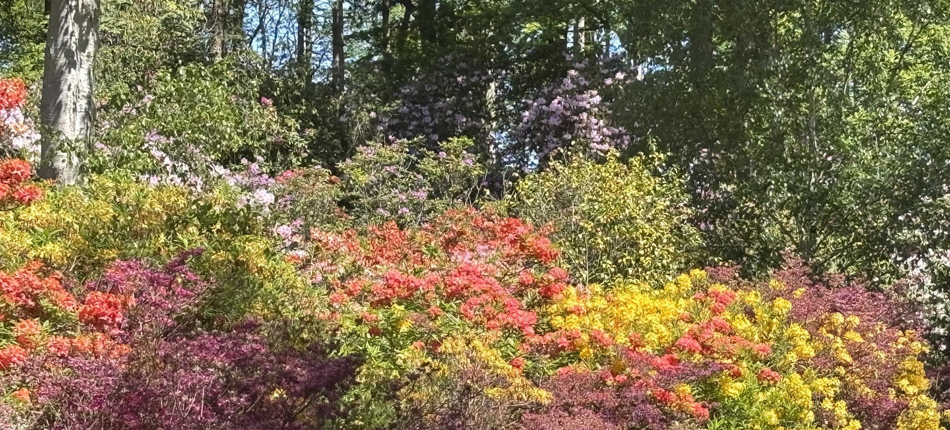 An image of flowers in a garden