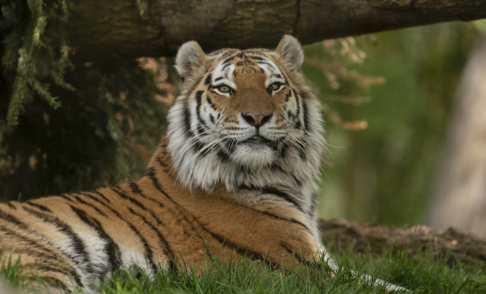 Marwell Zoo Amur Tiger