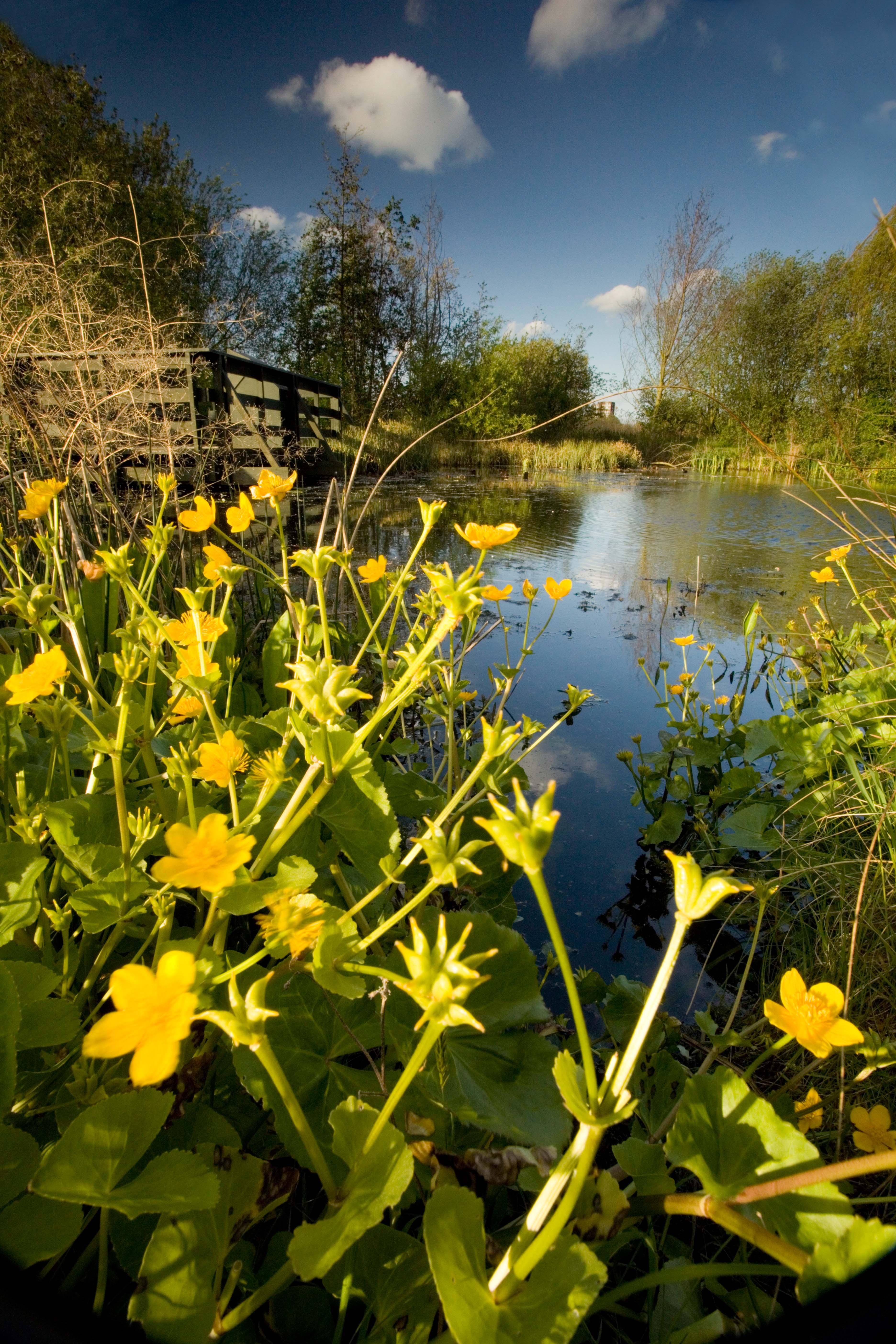 WWT London Wetland Centre