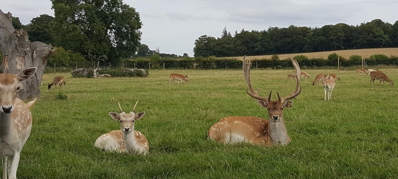 Image of deer.