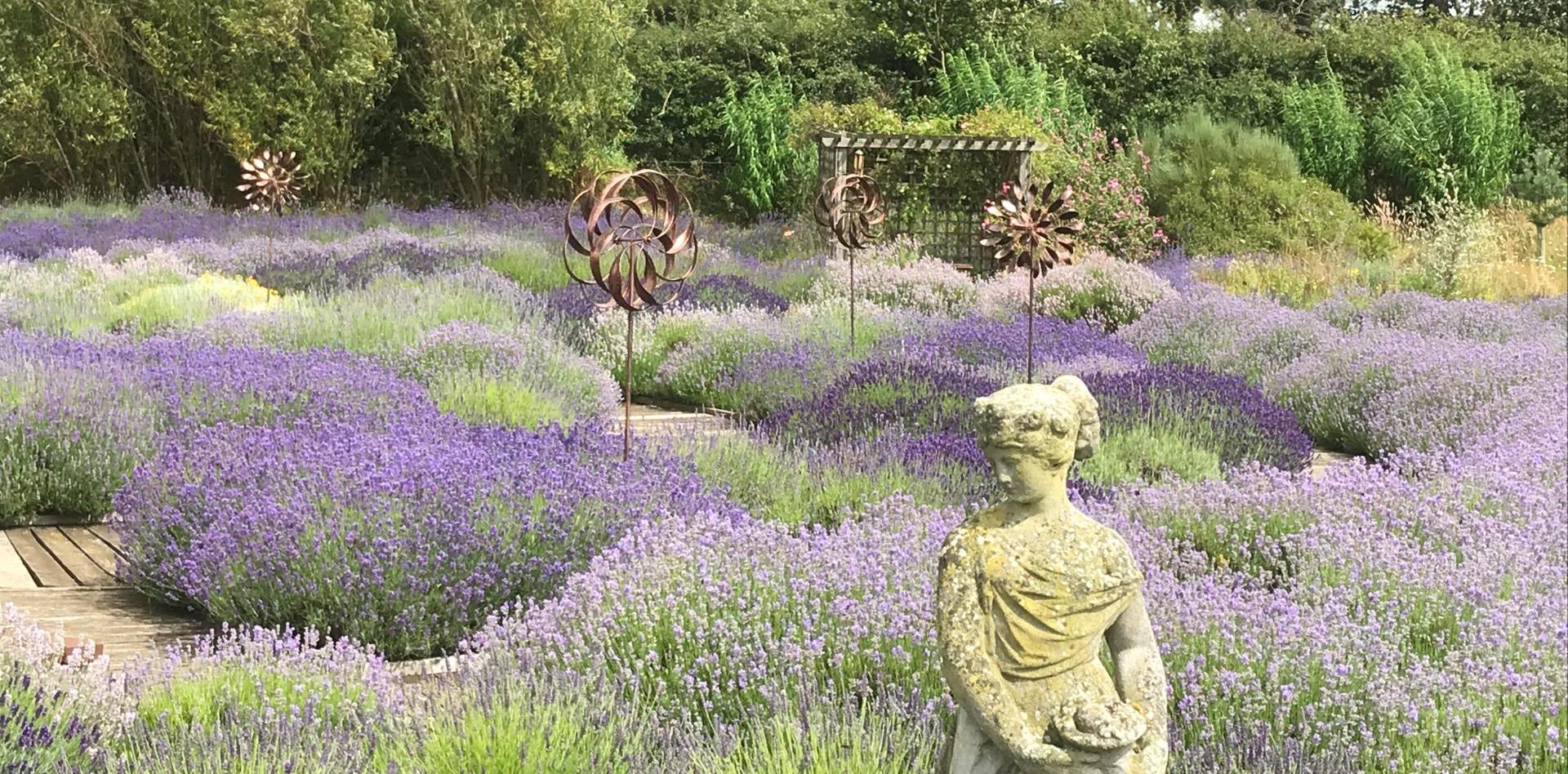 Welcome to our Lavender Farm!