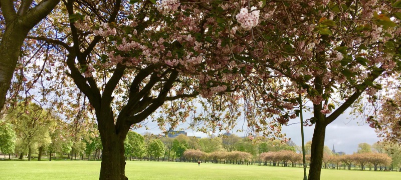 Picture of The Meadows, Edinburgh