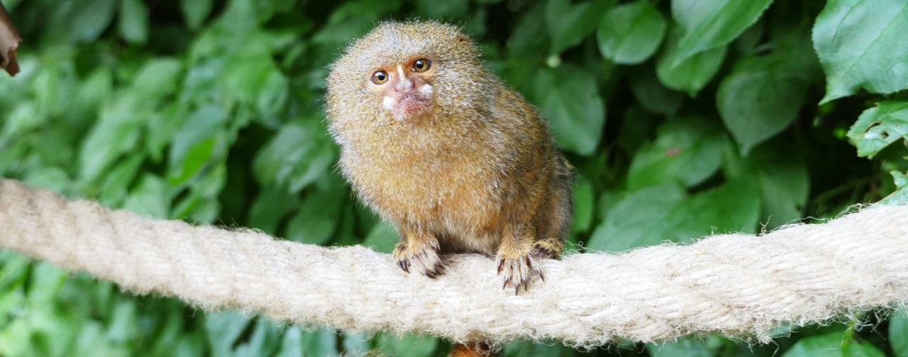 Pygmy Marmoset Monkey