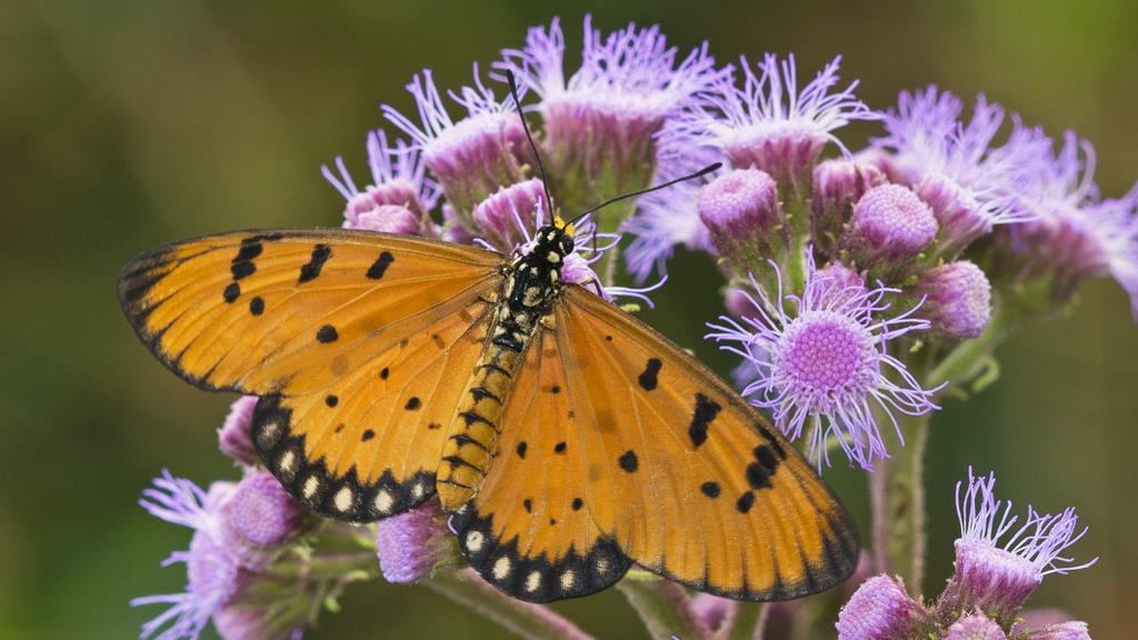 Picture of Stratford-upon-Avon Butterfly Farm - Orange Butterfly