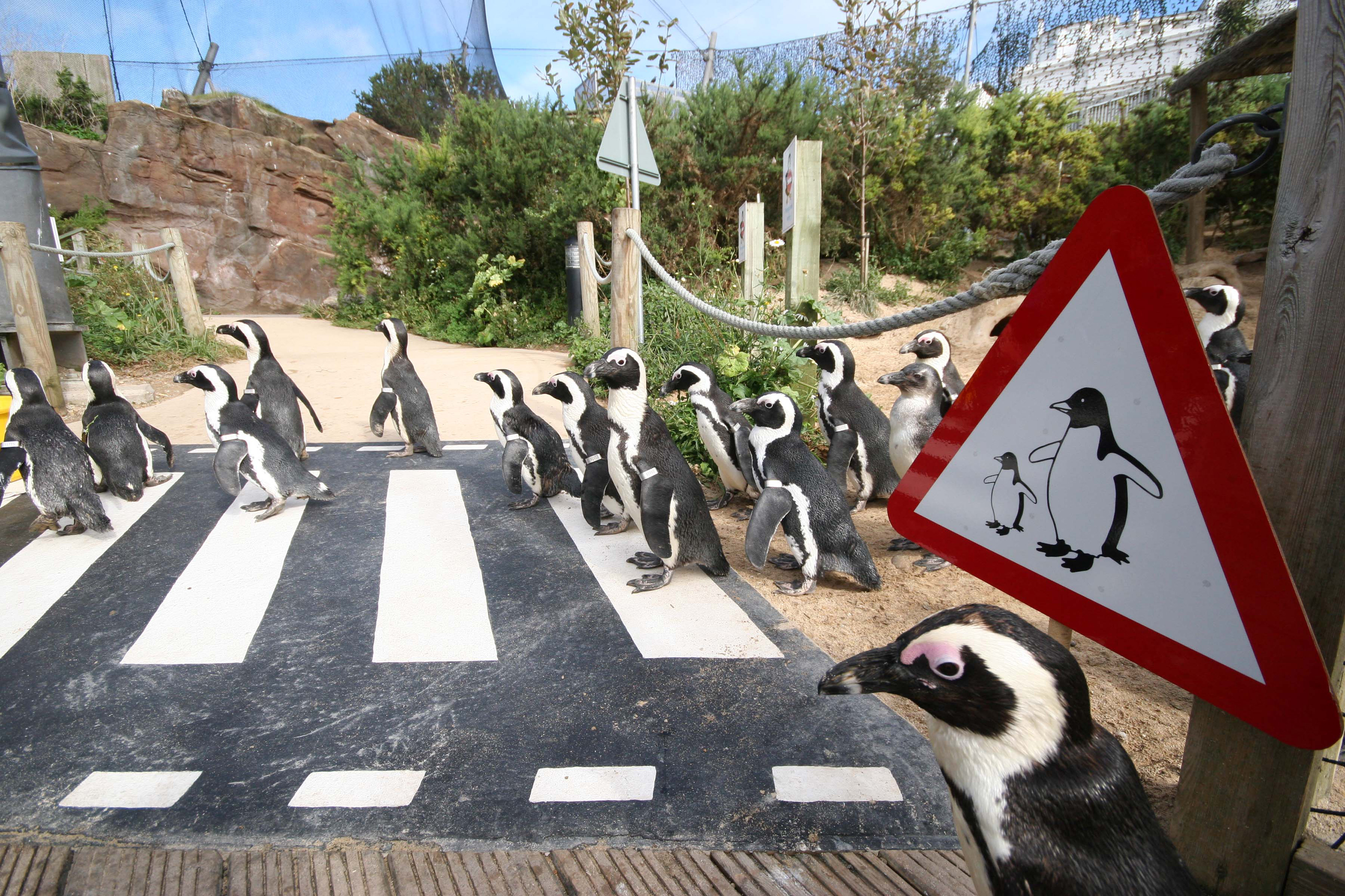 Living coasts. Энимал Кроссинг Пингвин.