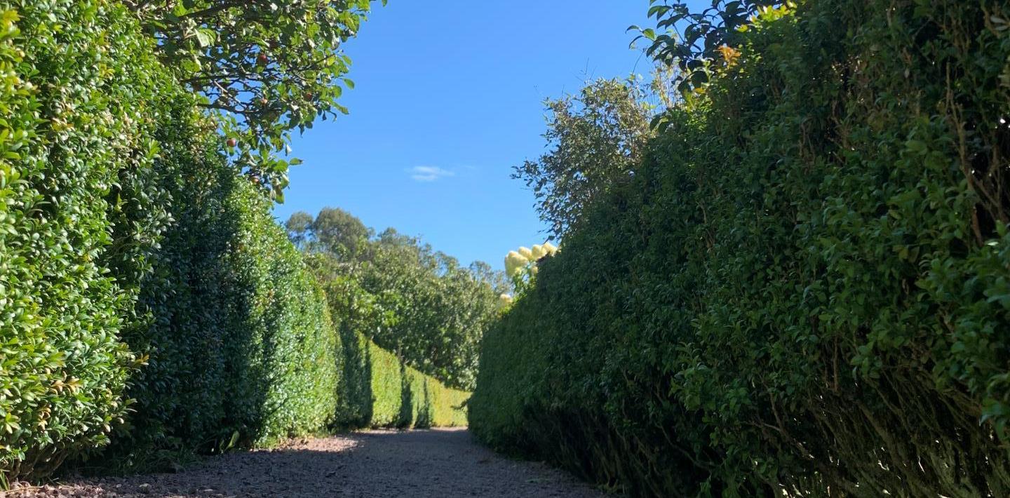 Path through hedges