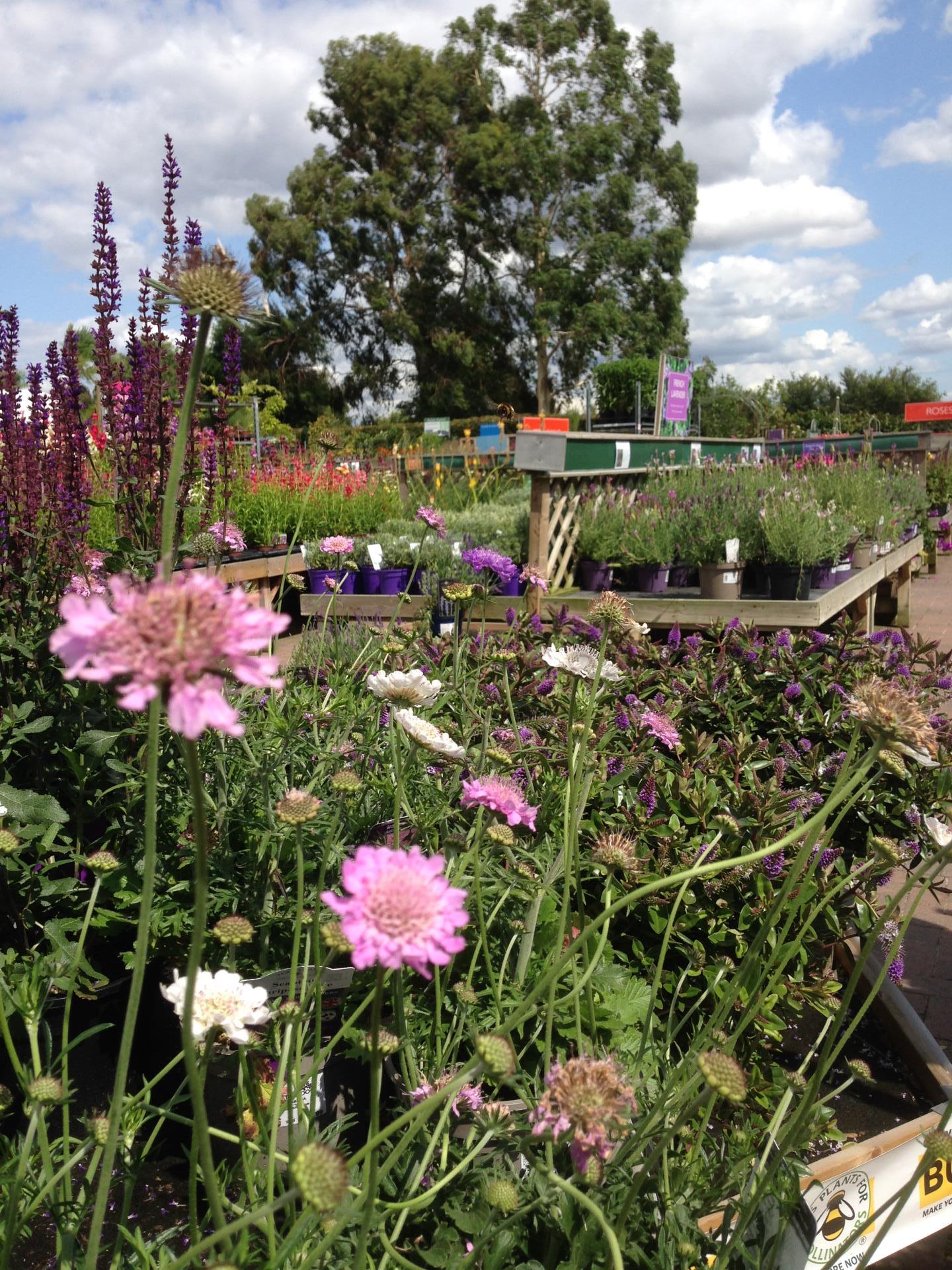 Perrywood Garden Centre, Colchester