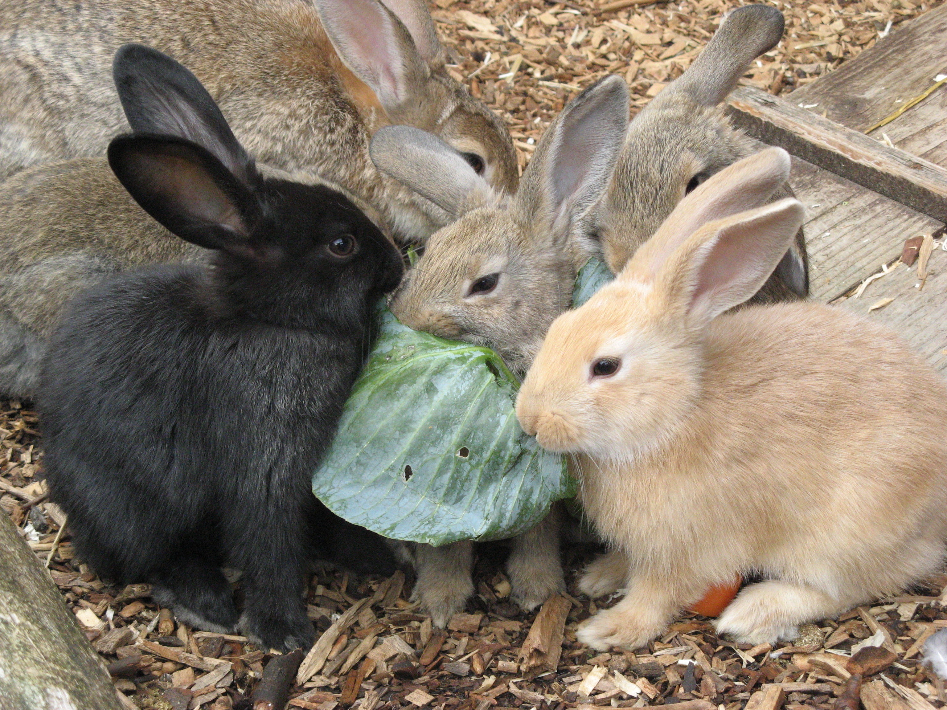 Picture of Battersea Park Children's Zoo - Bunnies