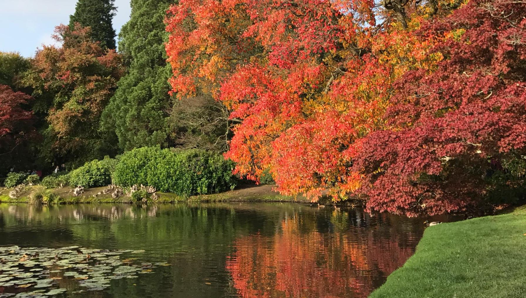 Red tree