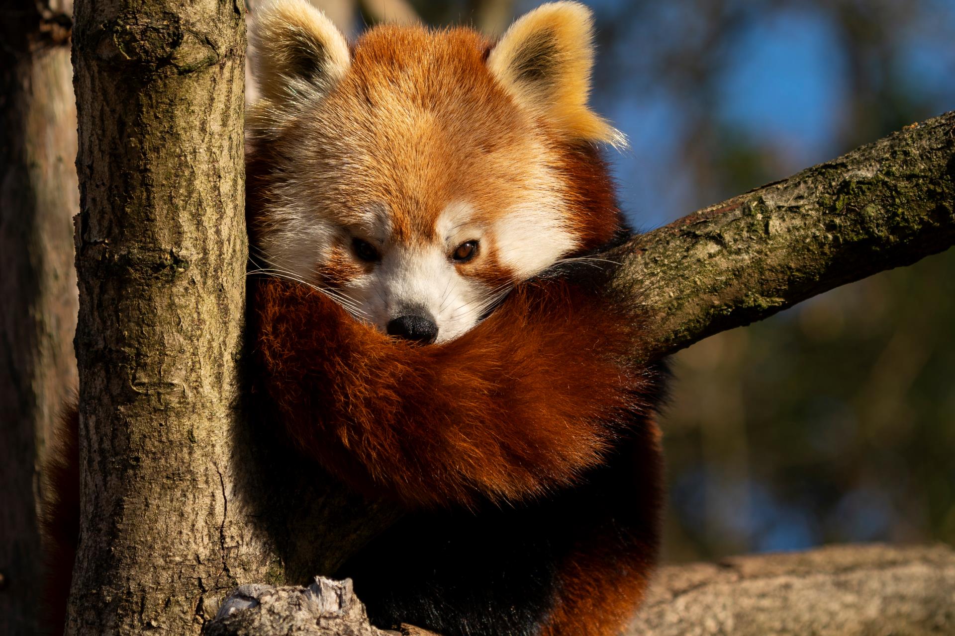 Marwell Zoo Red Panda in tree