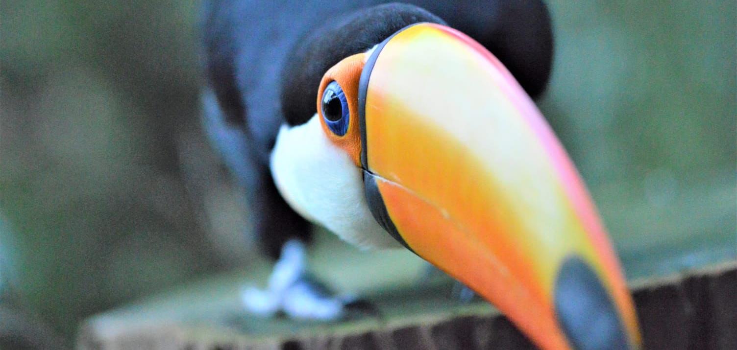 Picture of a toucan