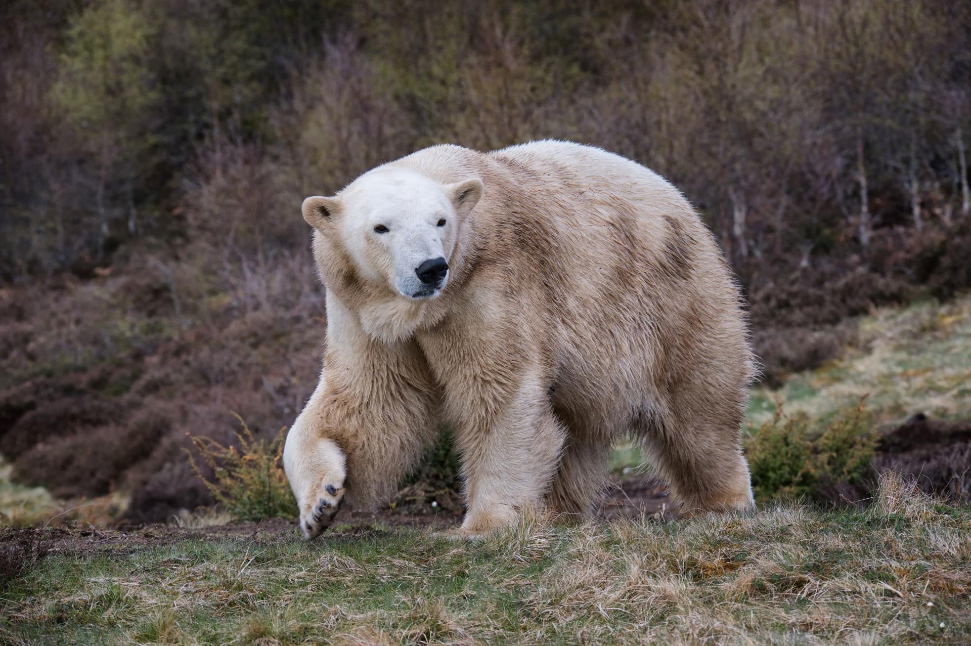 Polar bear