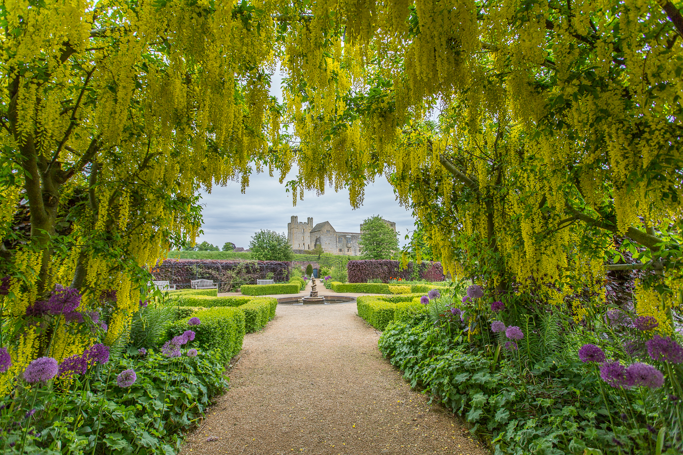 The Laburnum Arch is in bloom at the end of May and buzzes with bees.