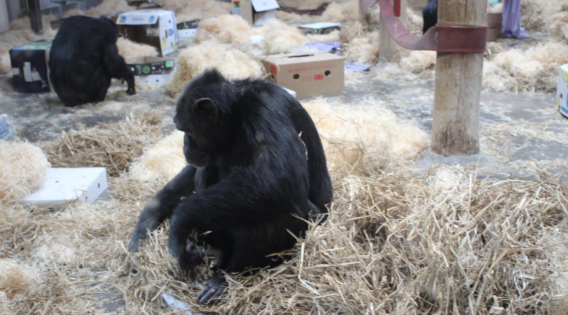 chipanzee playtime