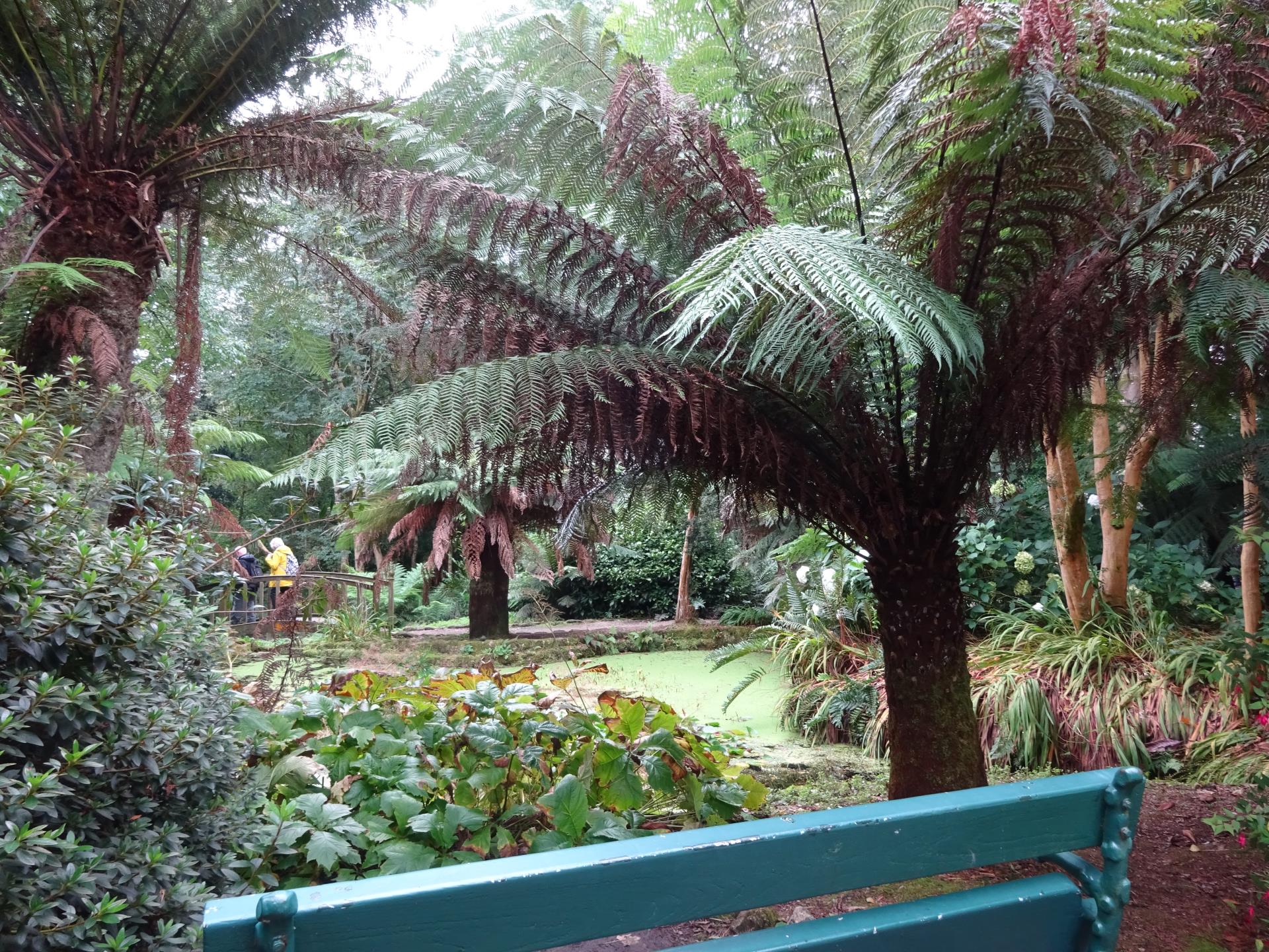 Picture of a bench and a palm tree