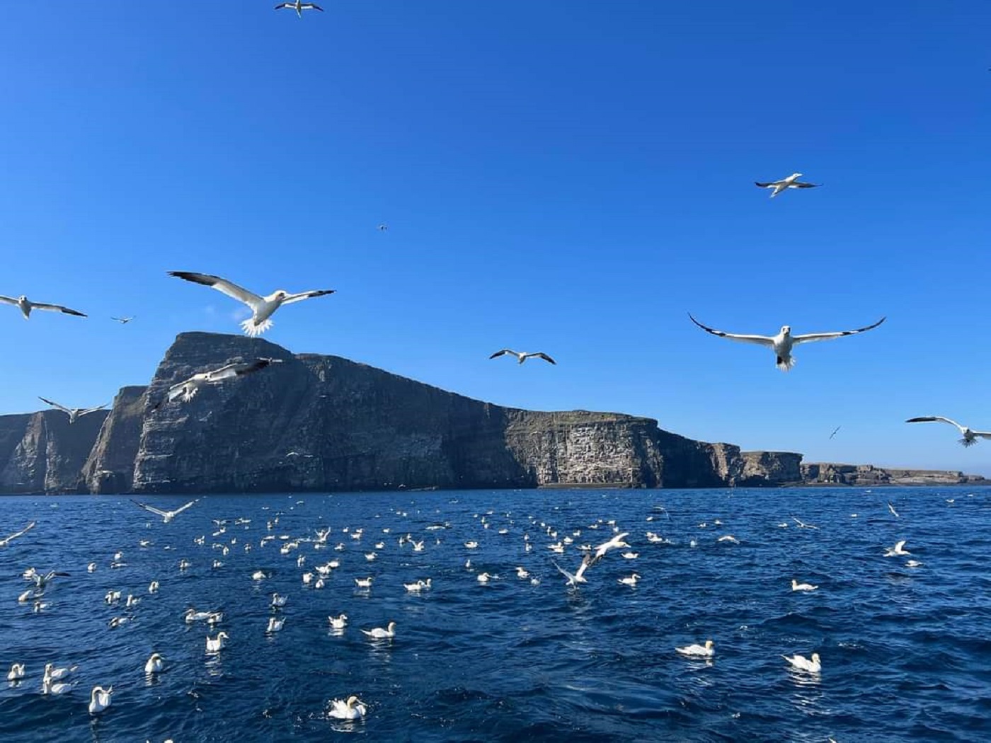 Picture of Seabirds-and-Seals - The Original Noss Boat Tours