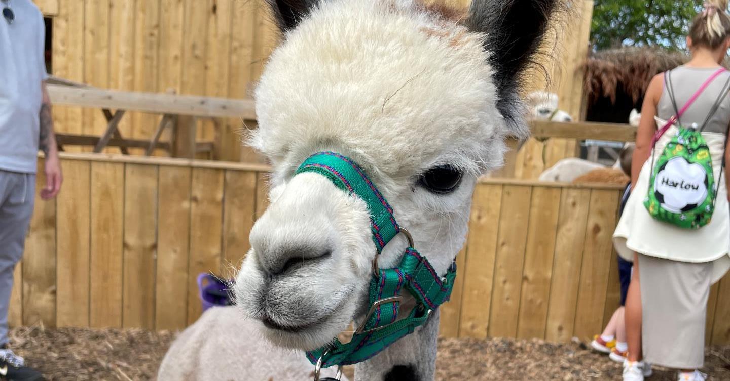 Picture of an alpaca