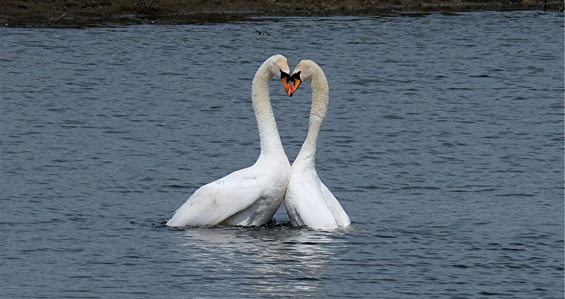 Swans out on the water