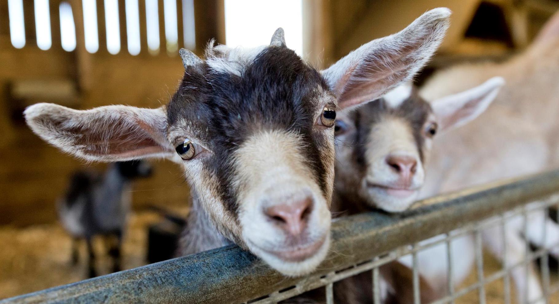 Up close with the goats