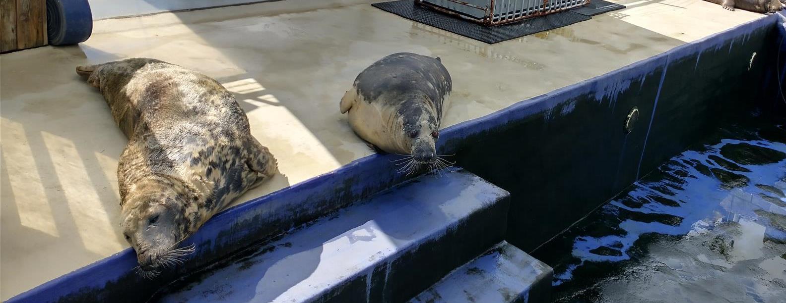 Seals taking a break.