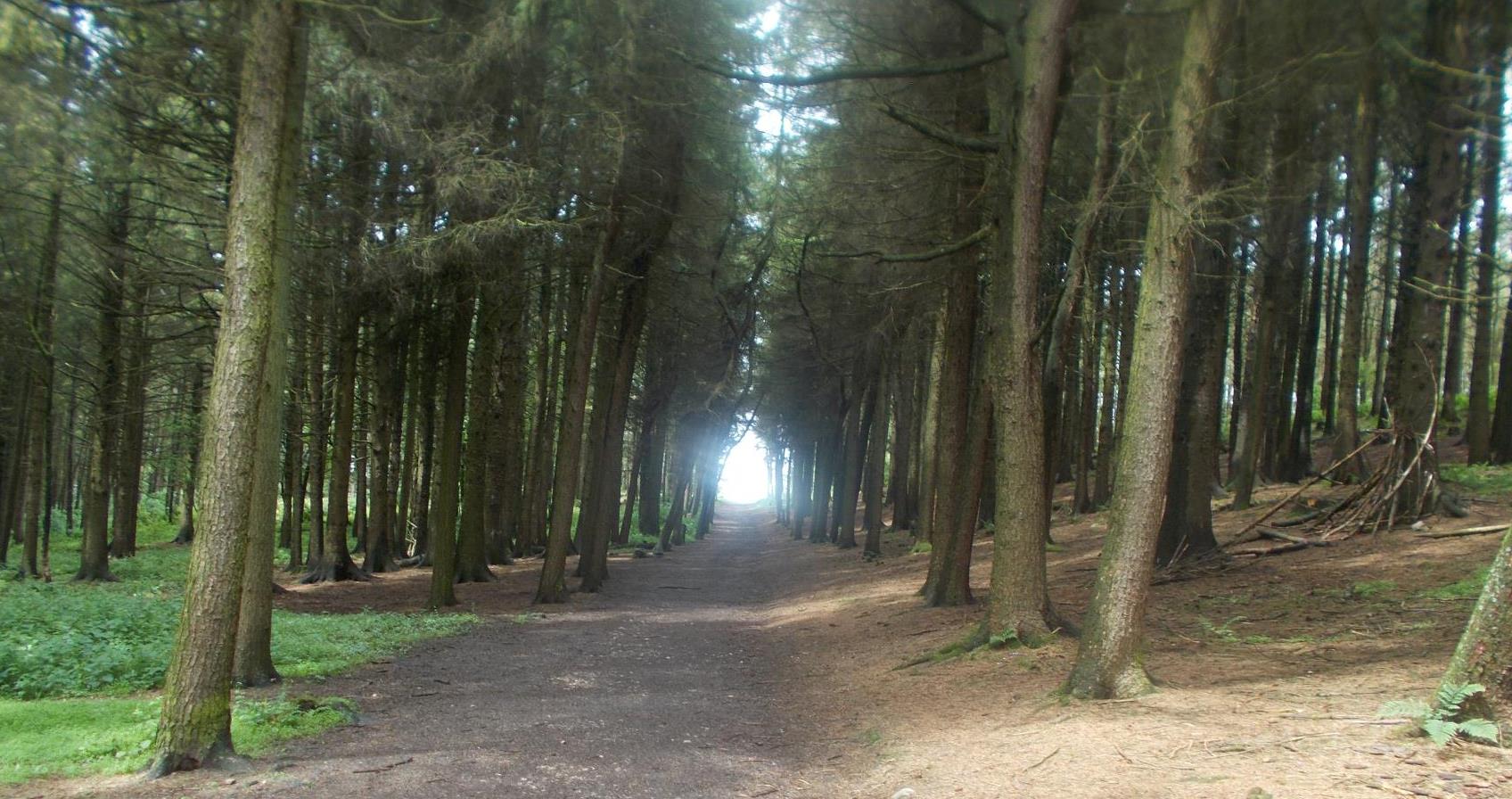 Picture of Beacon Fell Country Park