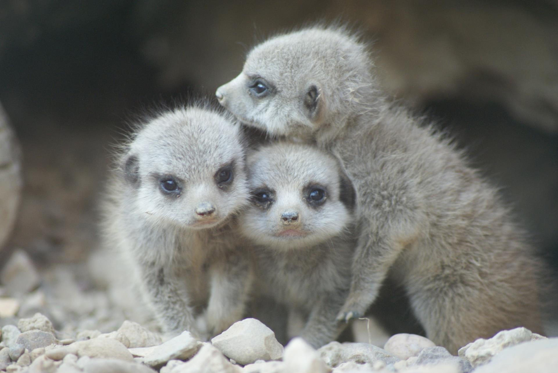 Baby Meerkats at Tropical World