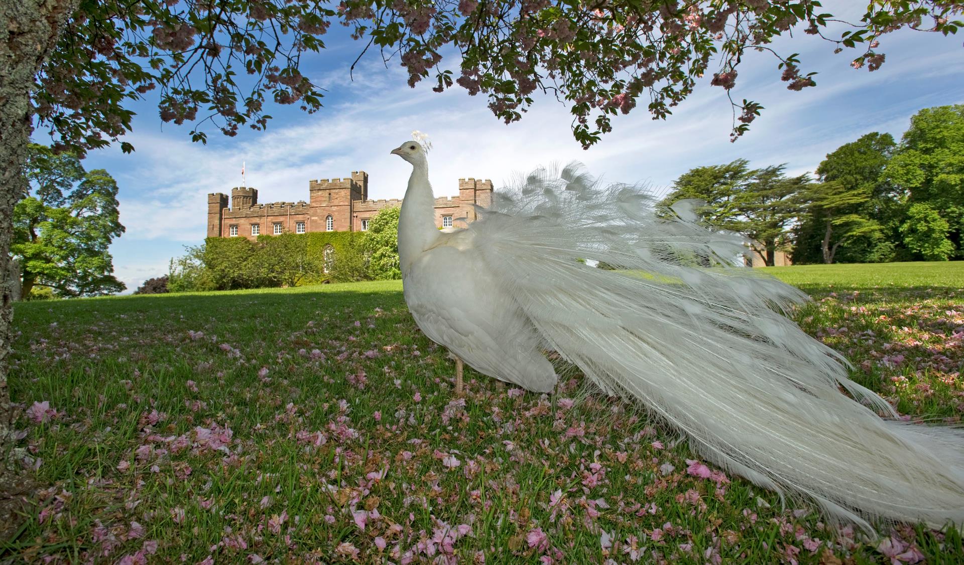 White peacock at Scone Palace