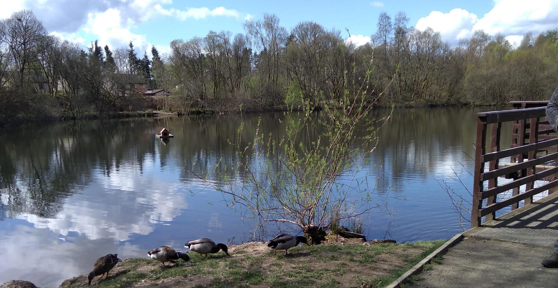 Picture of some ducks by a pond