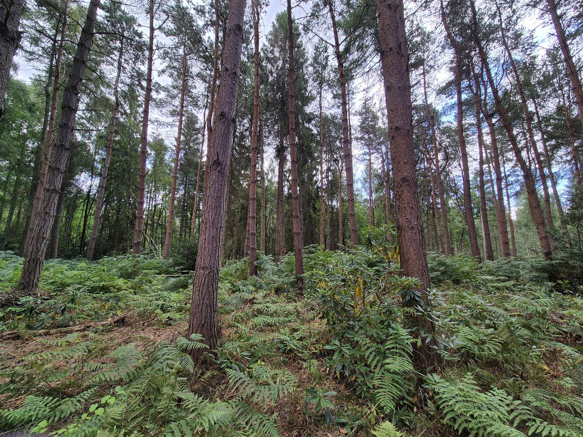 Image of woodland and fern