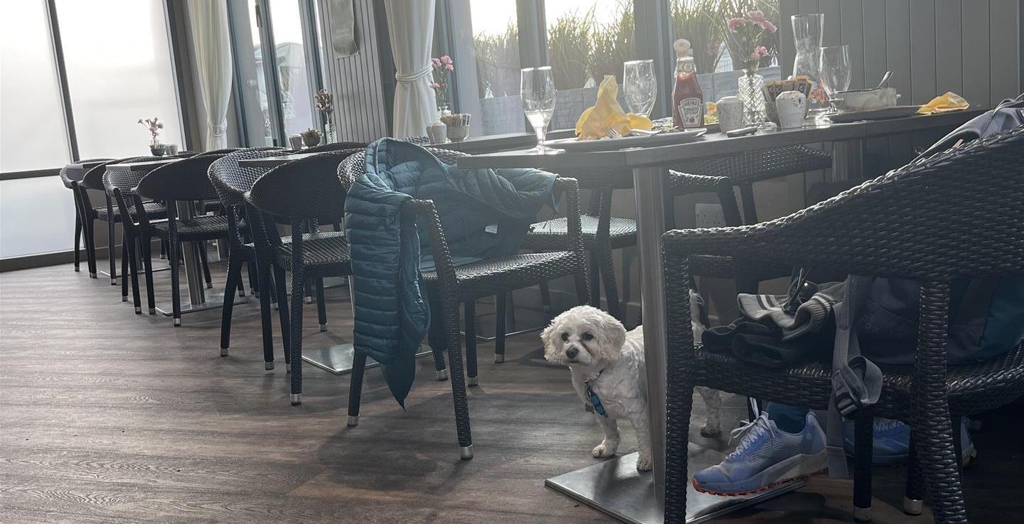 Image of a dog under a table