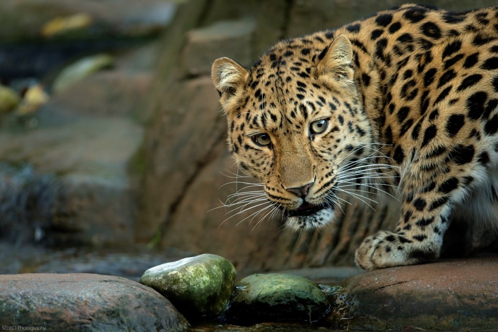 Picture of Colchester Zoo - Leopard