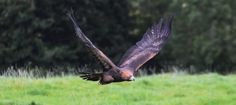 Picture of Loch Lomond Bird of Prey Centre
