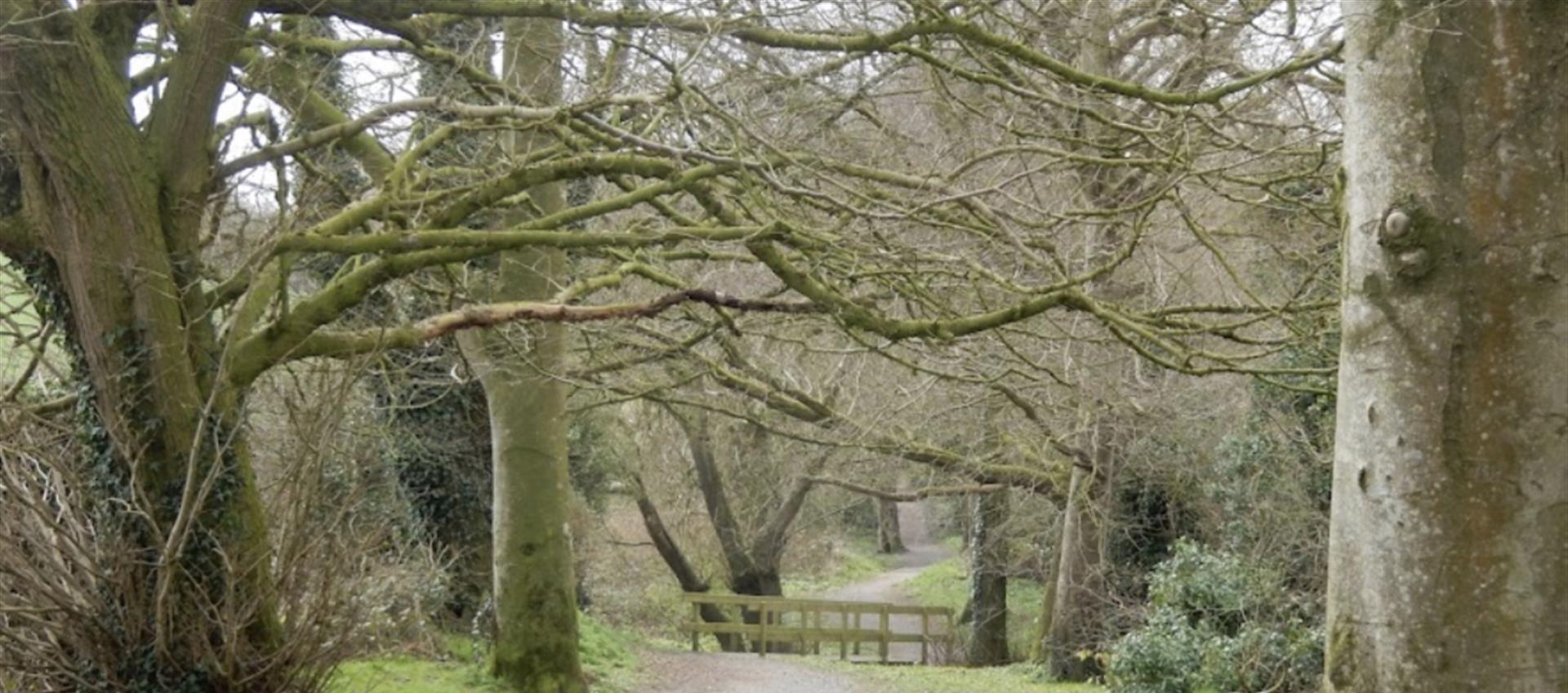 Image of a path through trees