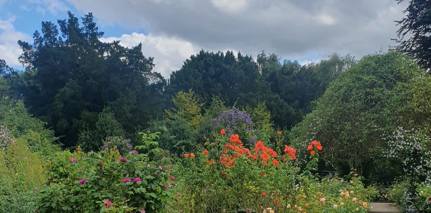 Image of flowers in a garden