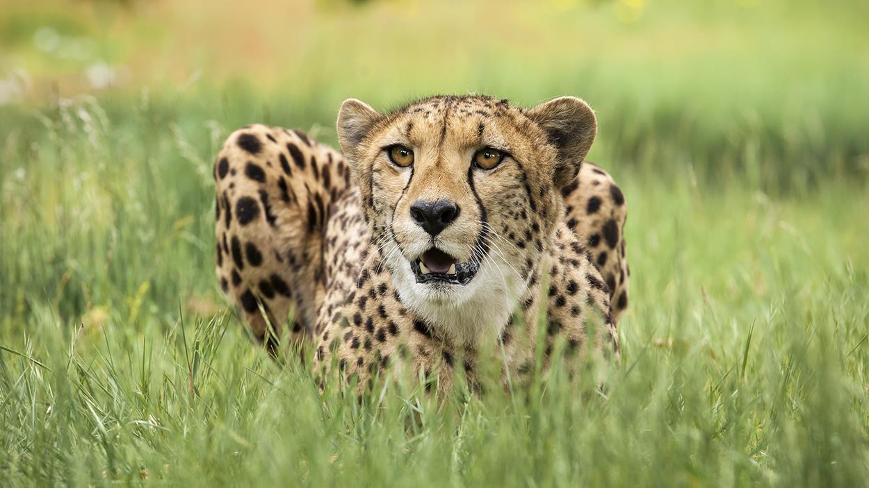 Picture of West Midland Safari Park - Cheetah in Grass