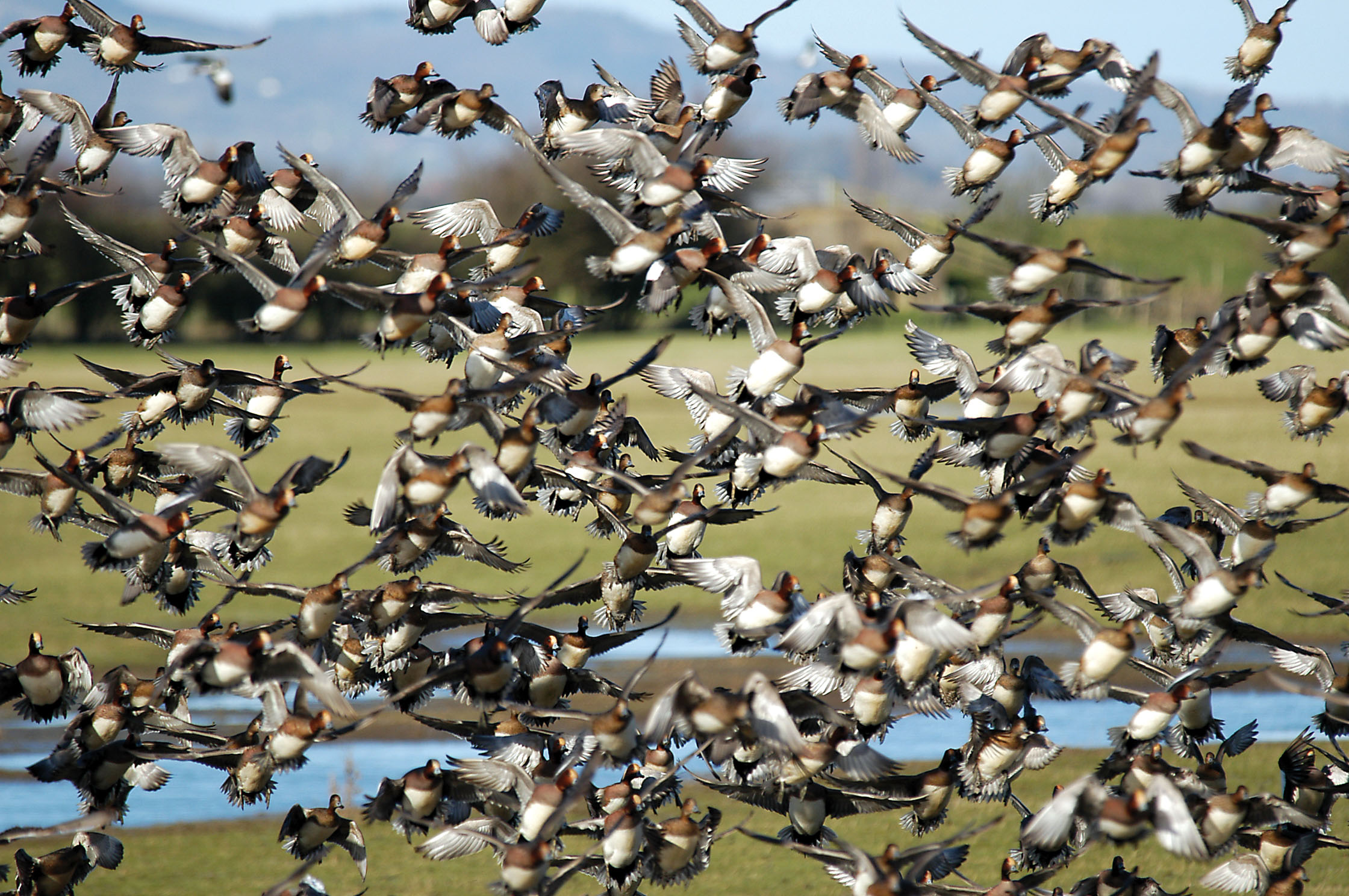 Flock of wild birds at WWT Slimbridge