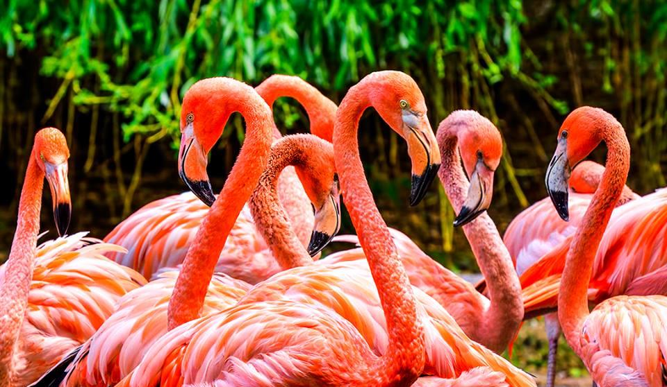 Picture of Flamingo Gardens