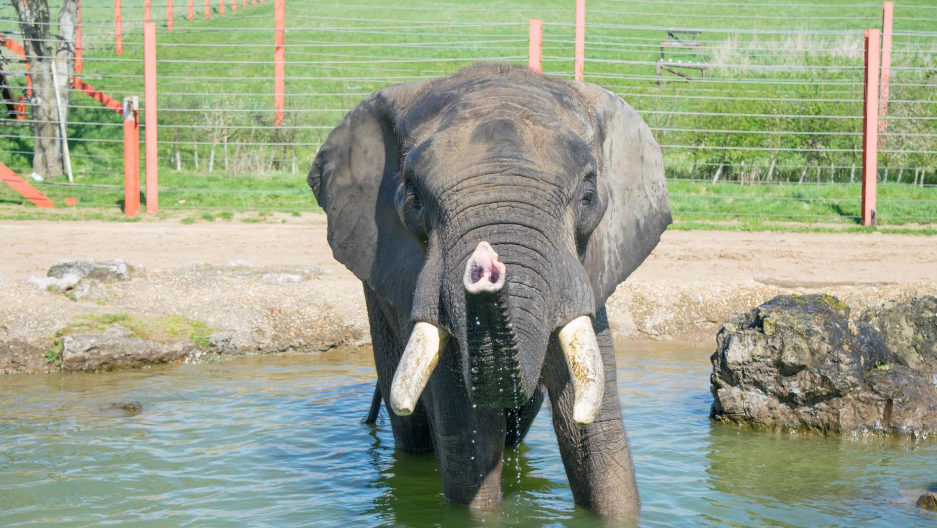 Male african elephant enjoying outdoor pool