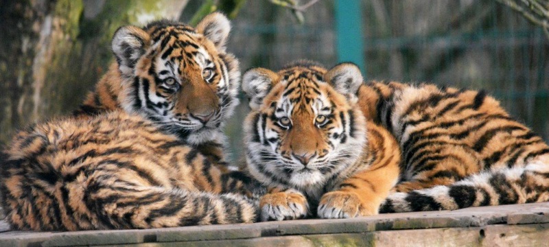 Picture of Blackpool Zoo - Tiger Cubs
