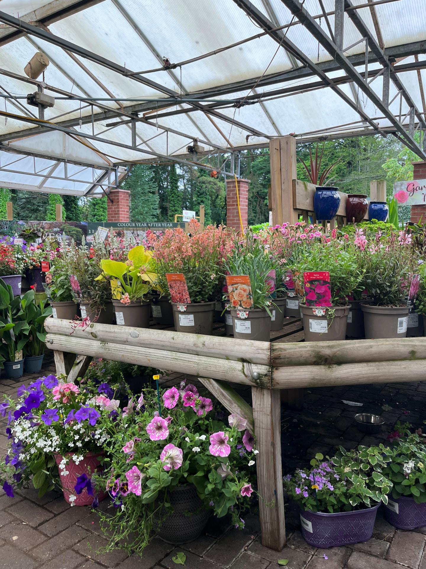 Plants on sale