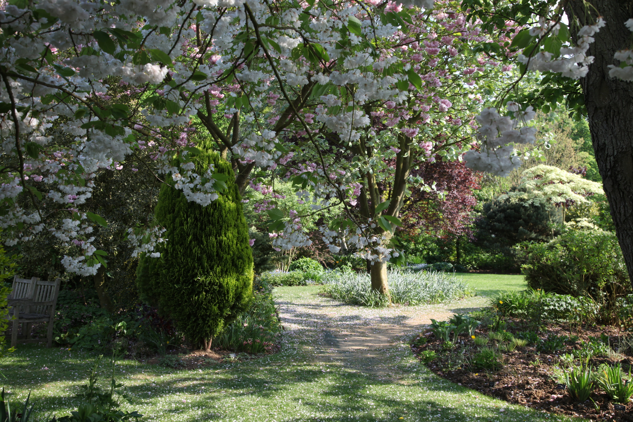 Picture of Barnsdale Gardens - Barnsdale Blossom