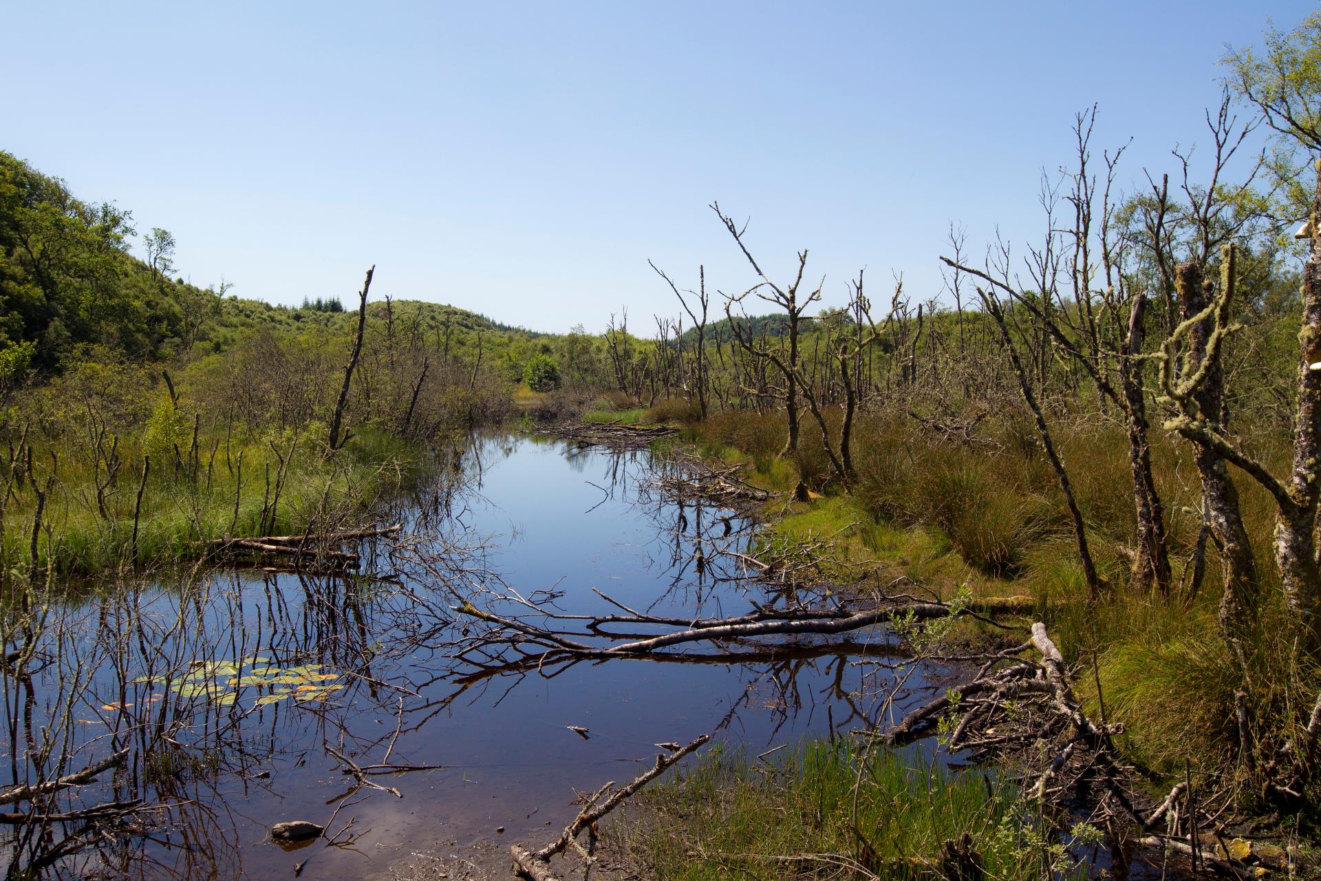 Signs of beaver around Loch Barnluasgan.